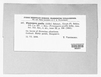 Plasmopara pusilla image